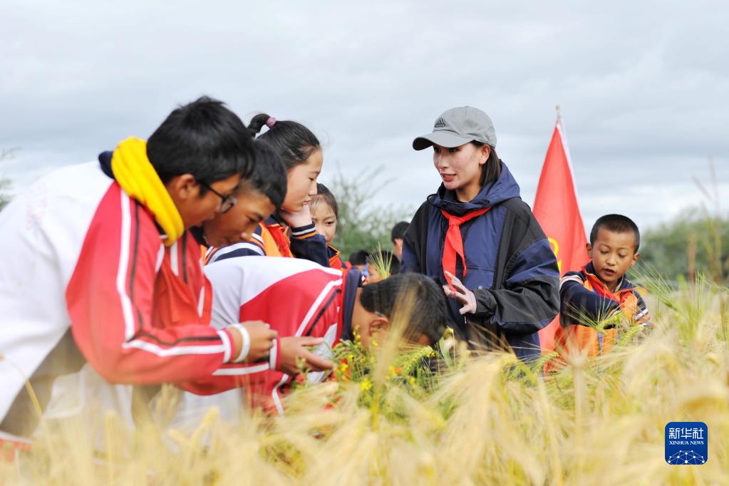 西藏:青稞地里的思政課