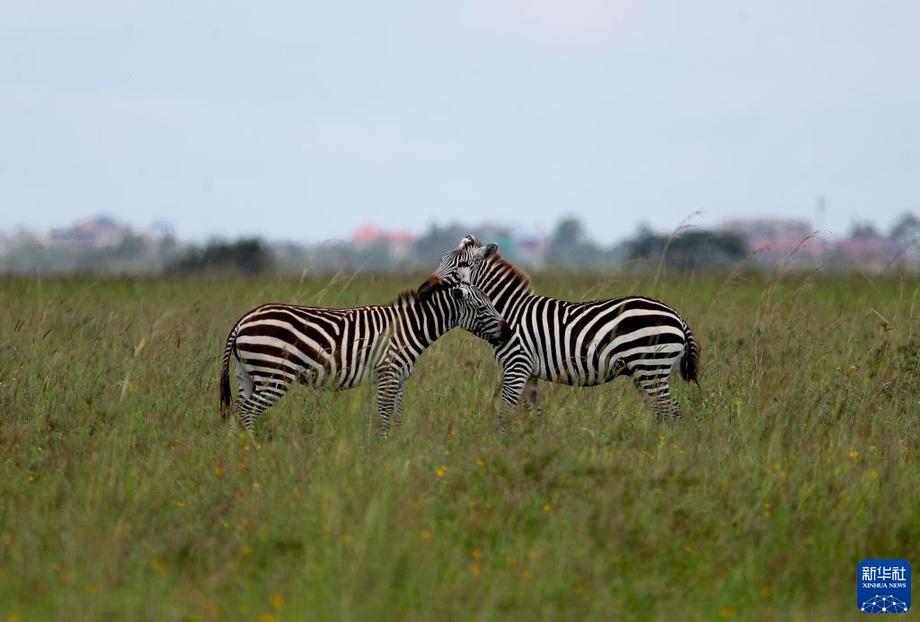萬類霜天競自由——寫在《生物多樣性公約》締約方大會第十五次會議開幕之際