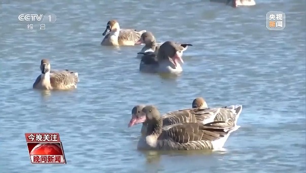 讓綠色成為共建“一帶一路”的底色 中國這樣做→