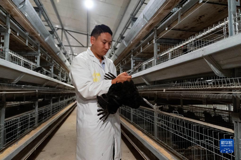 云南鹽津:烏骨雞養殖助增收