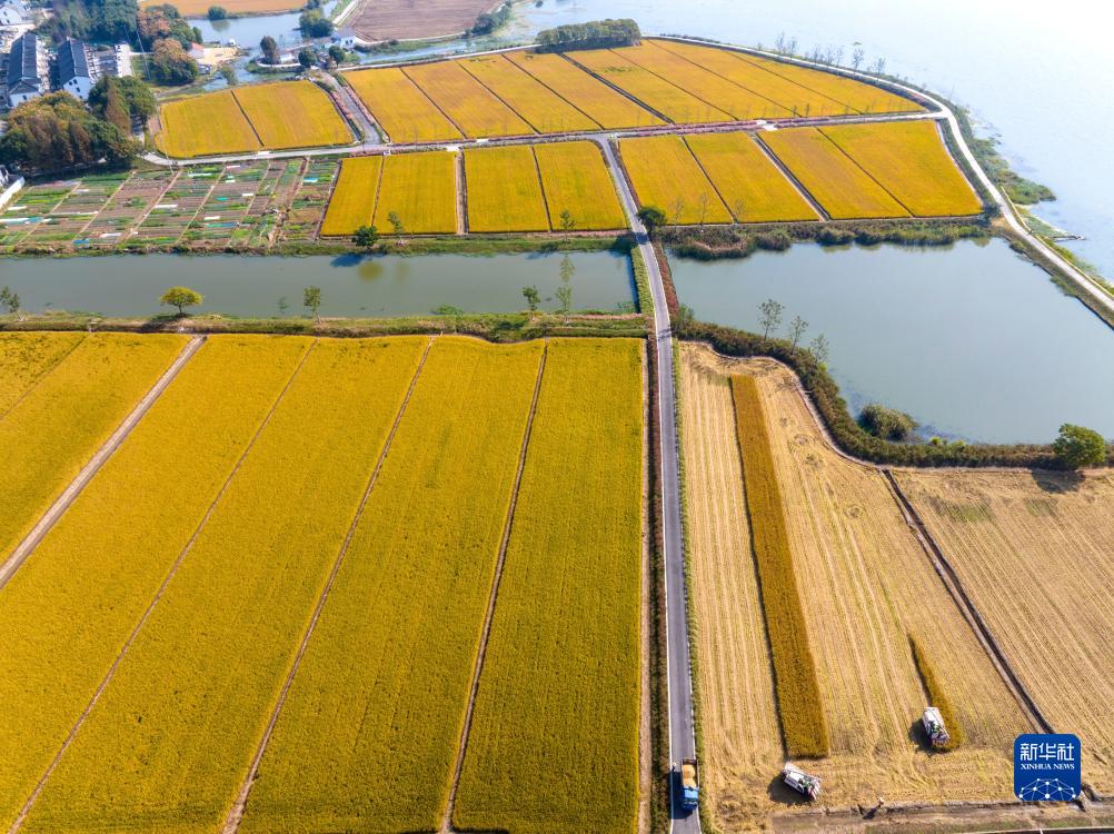 秋糧收獲進入尾聲 全年糧食產(chǎn)量有望再創(chuàng)新高