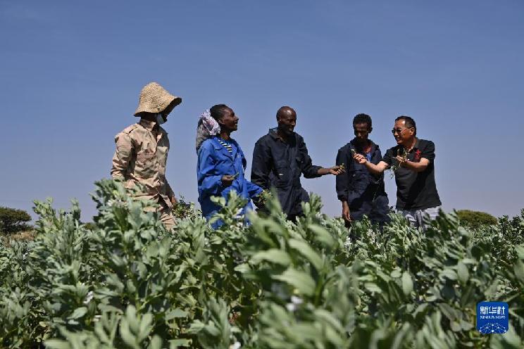 中非農(nóng)業(yè)合作結(jié)出累累碩果