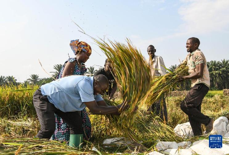 中非農(nóng)業(yè)合作結(jié)出累累碩果