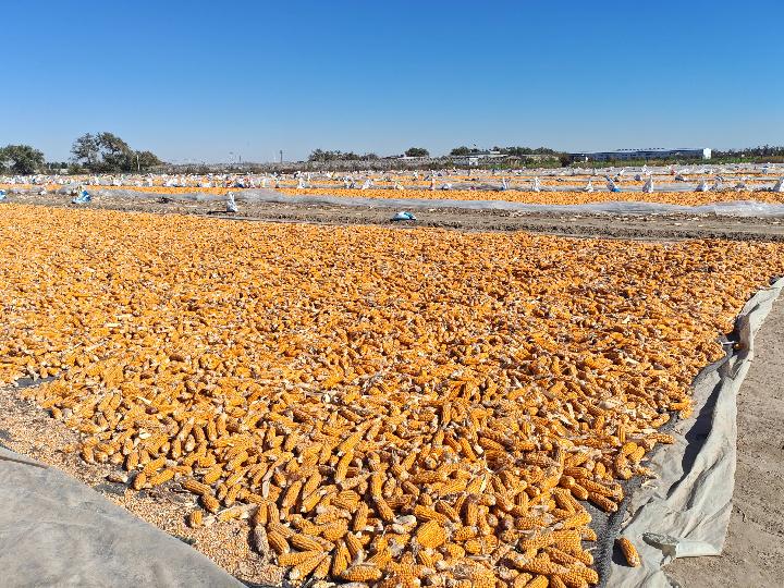 全面開秤 高開穩走——全國多地秋糧收購一線見聞