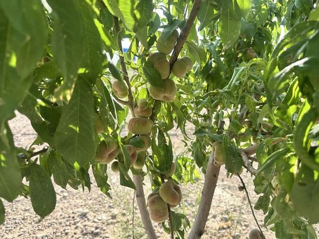 細節里的“和合與共”