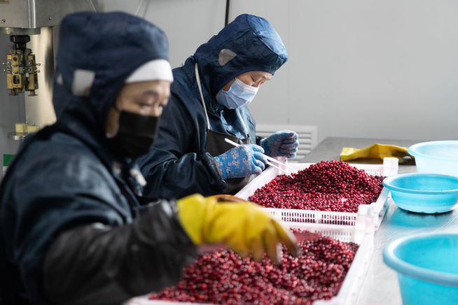 增綠就是增優勢——大興安嶺筑牢最北生態屏障